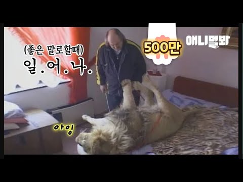 The Reaction Of A Pet Lion When Waking Him Up Early In The Morning