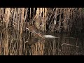 El Hondo Natural Park Spin -Water Rail Aug 25
