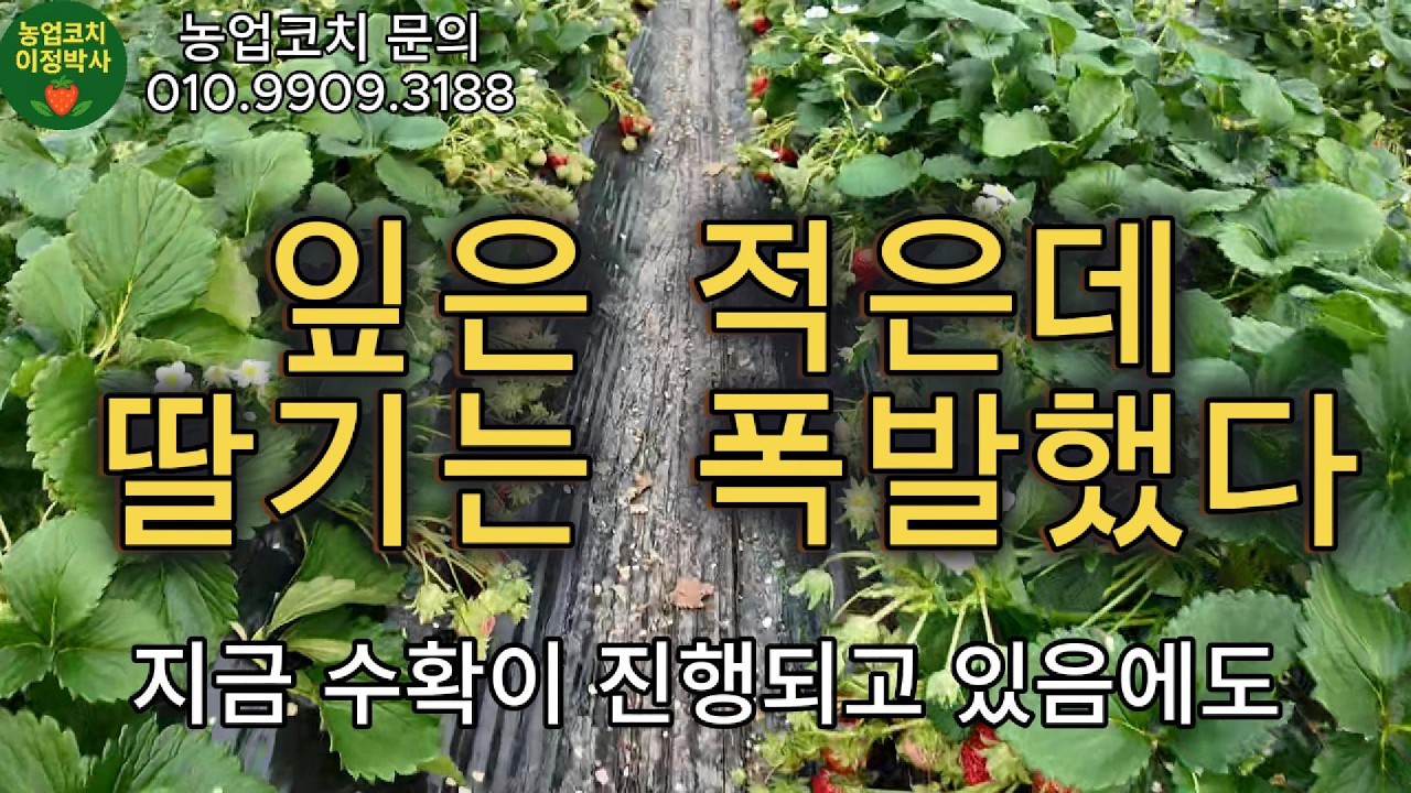 잎은 적은데딸기는 폭발했다
