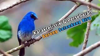 Karakteristik Burung Selendang Biru Dan Daerah Persebarannya