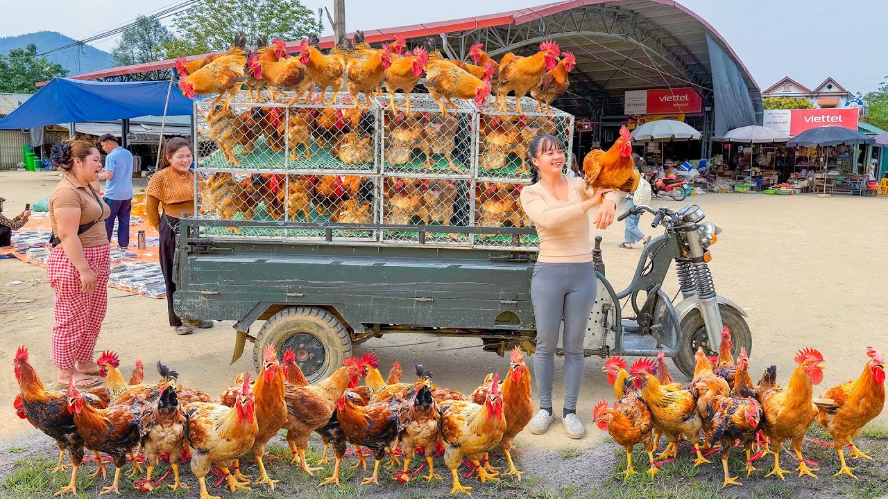 Harvesting Chickens At The Farm, Use 3-Wheeled Truck To Transport Many Chicken Go To Market Sell