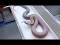 Striped Zombie Snow San Diego Gophersnake (annectens)