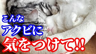 【超危険】愛猫のこんなアクビに気をつけて!