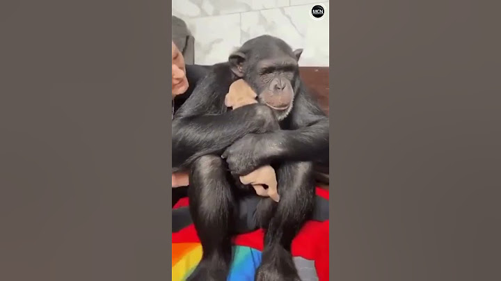 La tierna reacción de un chimpancé al ver por primera vez a un cachorrito