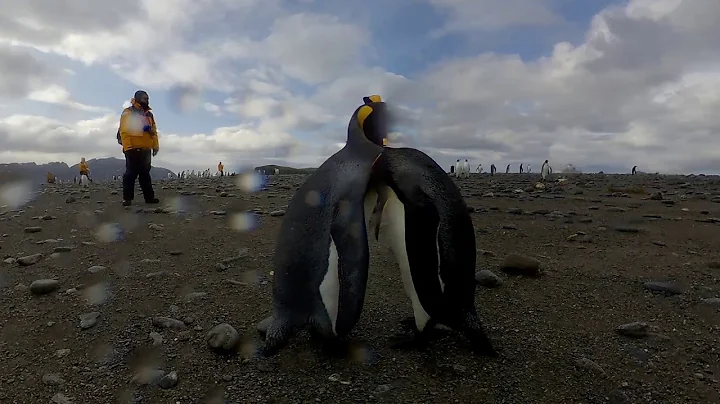 King Penguins at Salisbury Plain, South Georgia