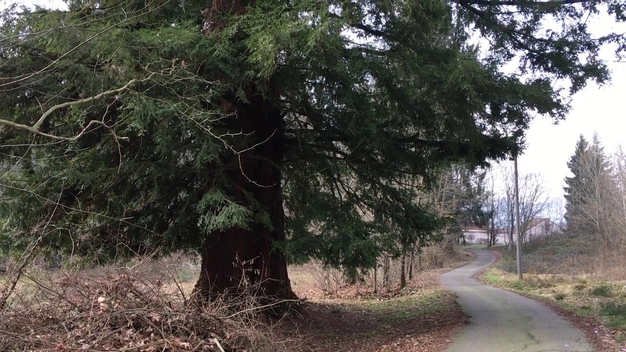 Baffidigatto, la Sequoia sempervirens di Chiavazza