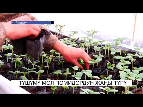 Video: Сүйлөөнүн кайсы түрү сыртта?