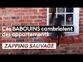 Un babouin cambriole un appartement ! - ZAPPING SAUVAGE