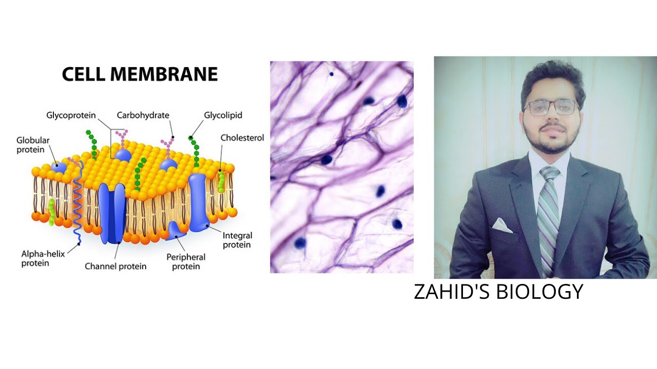9th Biology CH#4 LEC-5 Structure and Function of Cell Membrane(plasma