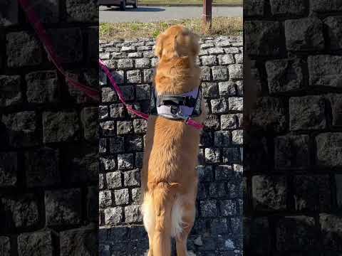 コンパクトなキャンピングカーで旅するわんこ🐶茶々 #キャンピングカー #shorts #犬連れ旅 #goldenretriever #犬とお出かけ