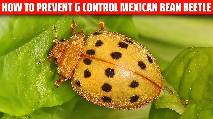 Mexican Bean Beetle- How to prevent and control it