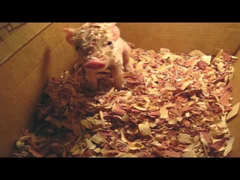 Baby Pig Waking Up