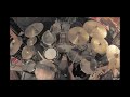 Let the day begin by samhain  johnnyrowe drumcover  caledonia drum studio