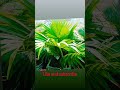 So beautiful plant