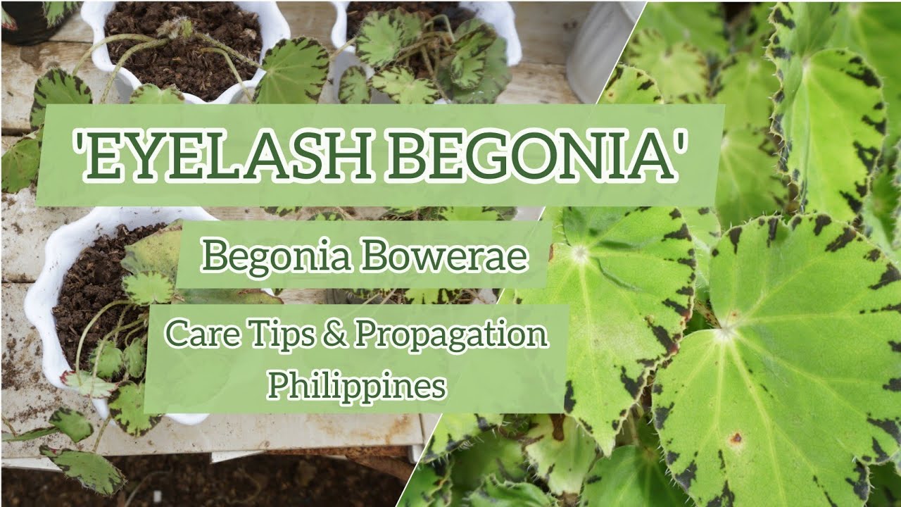 'EYELASH BEGONIA' Begonia Bowerae Care Tips & Propagation Philippines