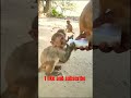 Angry monkey babyshortyoutubeviral