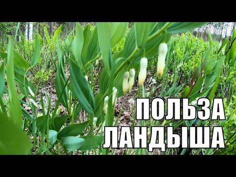 Ландыш майский и Купена аптечная - интересные факты, польза и вред. Лекарственные растения