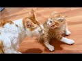 Rescued Kitten angry and hissing first time introduce to Cat