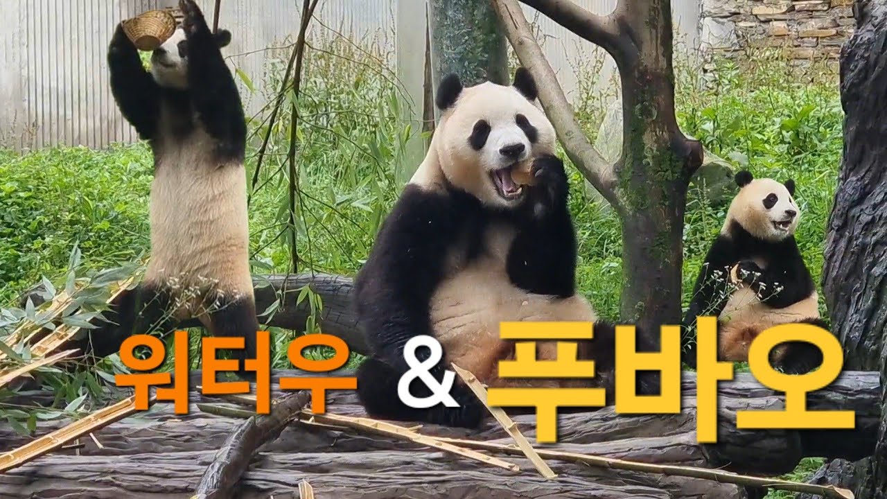 7월 17일 오전 푸바오 실시간 영상, 워터우 널 꼭 먹고 말거라는 푸바오...과연? - YouTube