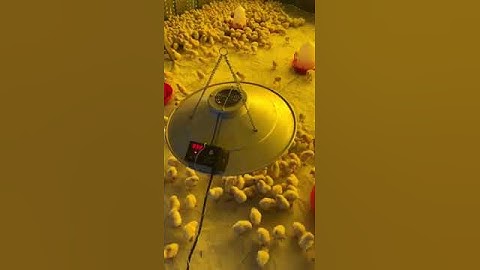 Zen  Electric Brooder for poultry