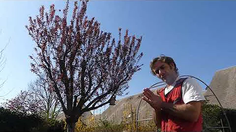 Quand tailler un prunus d'ornement ?