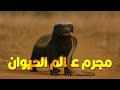 حيوان مش بيخاف من الأسد وبيهاجم الكوبرا