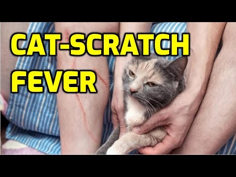 Video: Why Does A Cat Itch?