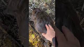 Beautiful days spring beaver trapping. #trapper #trapping #trappingseason