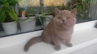 Altangera.ru продажа британских котят в Ростове купить котенка