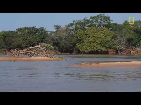 Jaguar vs. Crocodile (EXCLUSIVE VIDEO)