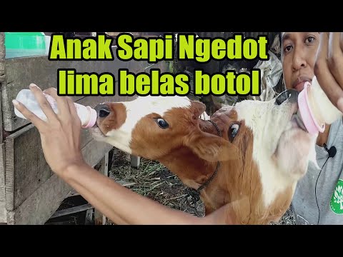 Video: Cara Memberi Susu Lembu Bayi Anda