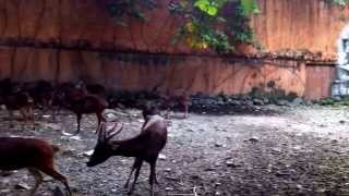 Philippine Deer at Manila Zoo . (For Project)