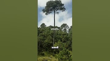 If you see this tree you might not survive! 🌴