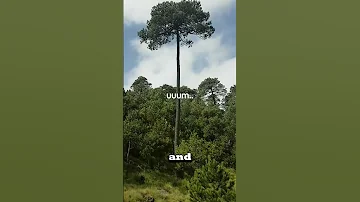 If You See This Tree You Might Not Survive 