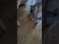 take that tree of doom #puppy #broccoli #belgianmalinois #cutepuppy #funny