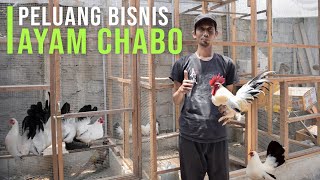 Cerita Sukses Ternak Ayam Chabo, Ayam Unik dari Jepang