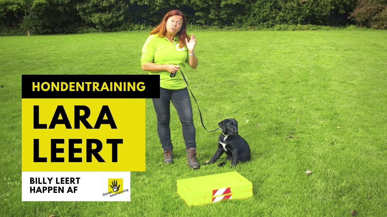 Hondentraining Dierenbescherming Lara Leert Pup Billy Leert Happen Af Youtube