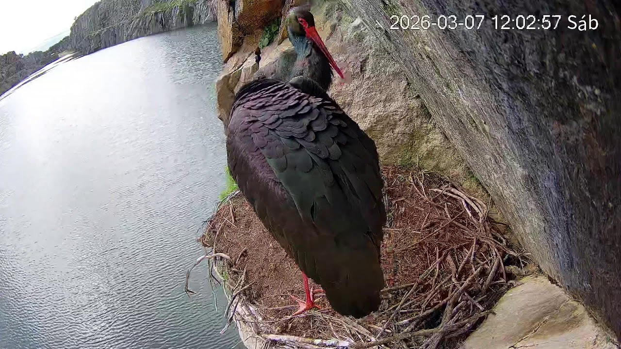 Cigüeñas Negras en Tajo Internacional