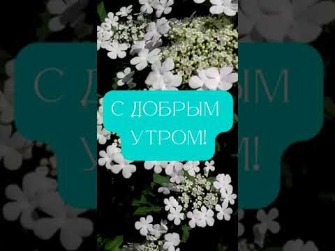 С добрым утром в белых цветах лета!