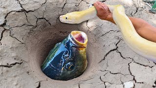 Experiment: Use Python To Catch Fish From Underground Hole - How To Catch Unique Fish #007