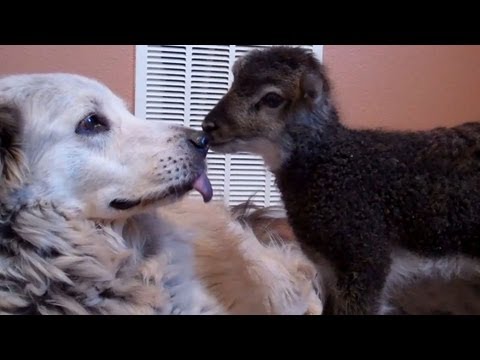 Little baby lamb makes friends with Misky the dog