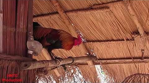 Qaib dib zos nam noos qua zoo heev lis 2019