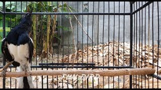 Download Lagu pancingan kacer nyiul ngeplong dan tarung  ampuh untuk segala jenis kacer MP3 Download Lagu pancingan kacer nyiul ngeplong dan tarung  ampuh untuk segala jenis kacer MP3