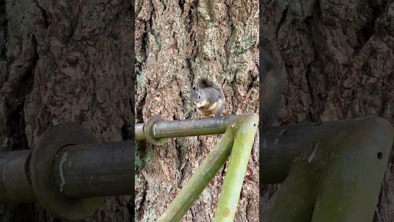 Douglas Squirrel Looking at Me While Making Warning Call at the Other Squirrel off Camera