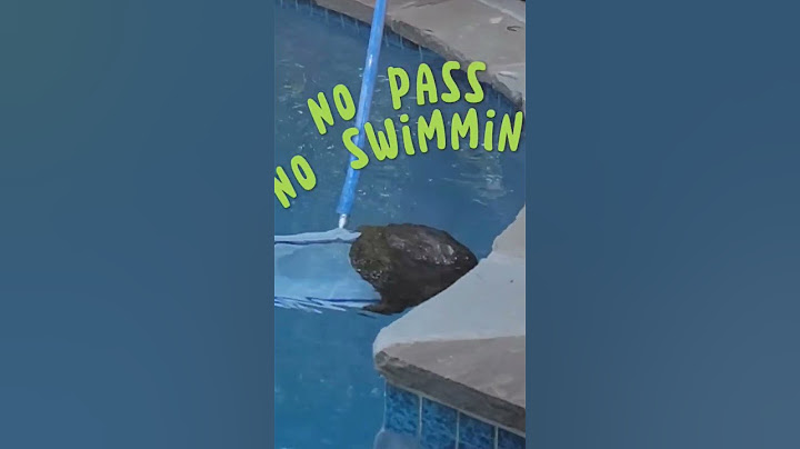 🐢Party Time Turtle 🐢 let's go for a swim. #turtle #turtles #swimming #swimmingpool #swim