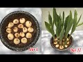 How to plant tulips in pots at home, full update