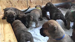 Bullmastiff Puppies!