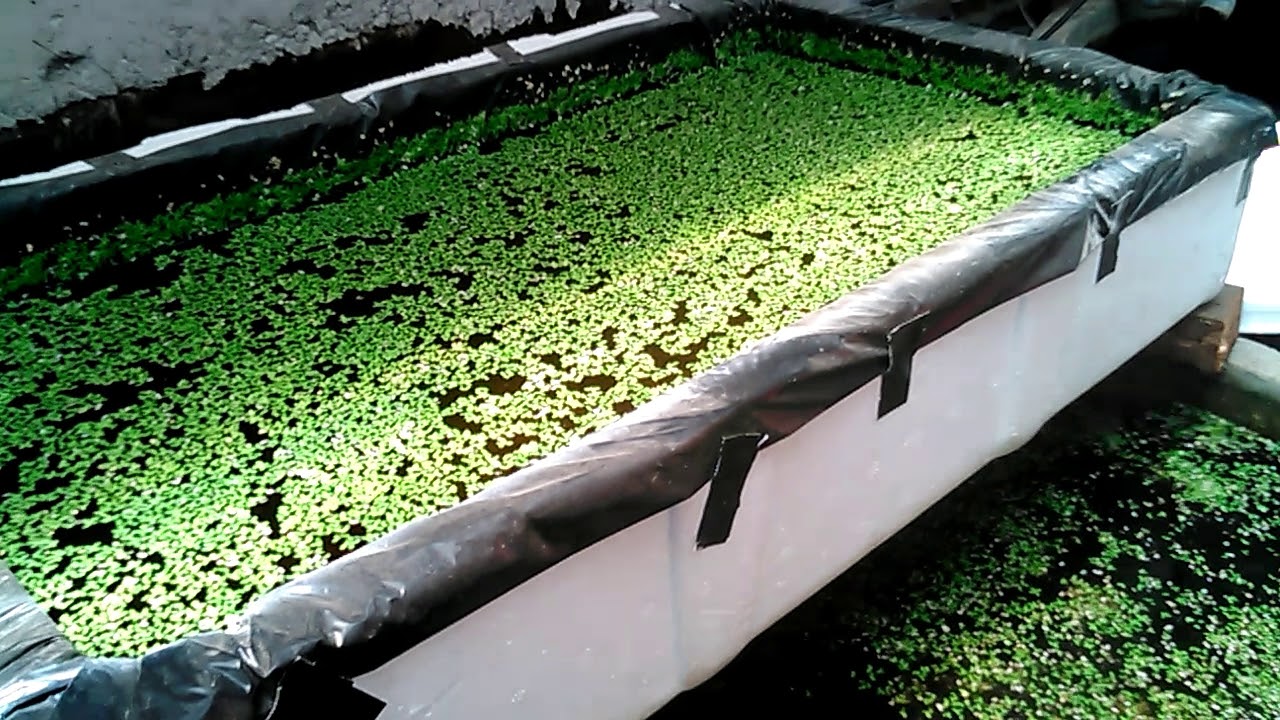cara-agar-lemna-minor-duckweed-bisa-berkembang-dgn-cpt-how-to-make
