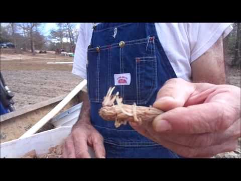 Video: Fingerling Potatis Info - How To Grow Fingerling Potatis In The Garden