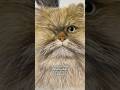 Revealing Taz the Persian cat | coloured pencils | pet portrait artist ✏️